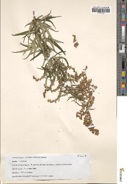 spécimen de Artemisia verlotiorum