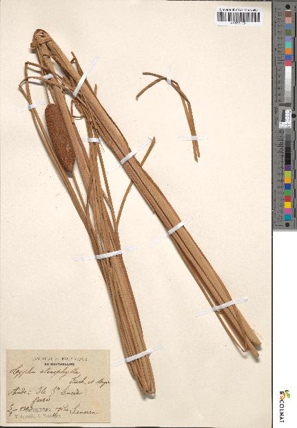 spécimen de Typha stenophylla