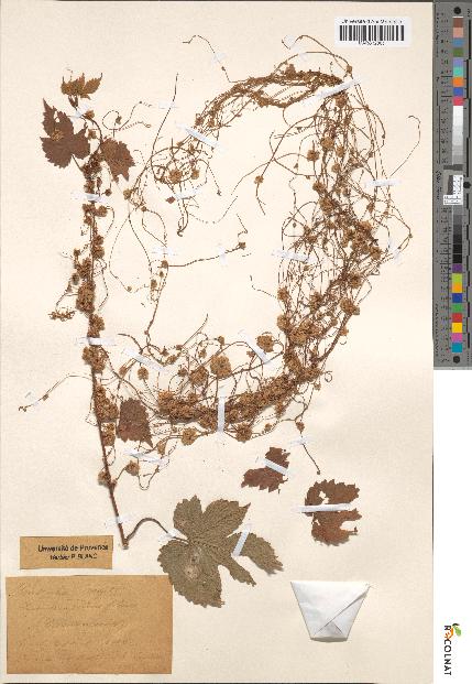spécimen de Cuscuta major