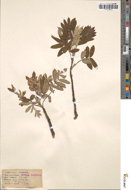 spécimen de Sorbus domestica