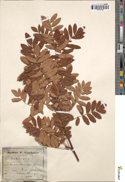 spécimen de Sorbus domestica
