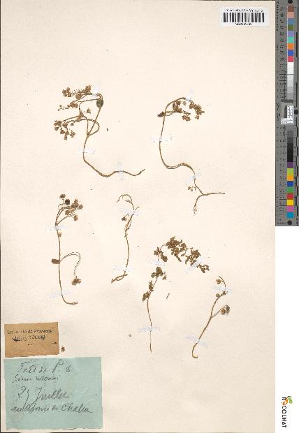 spécimen de Sedum villosum