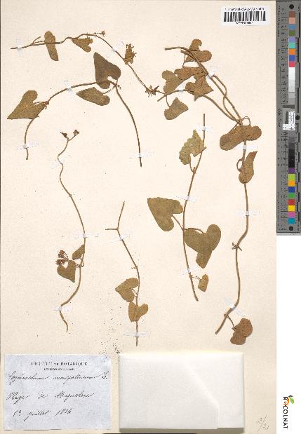 spécimen de Cynanchum monspeliacum