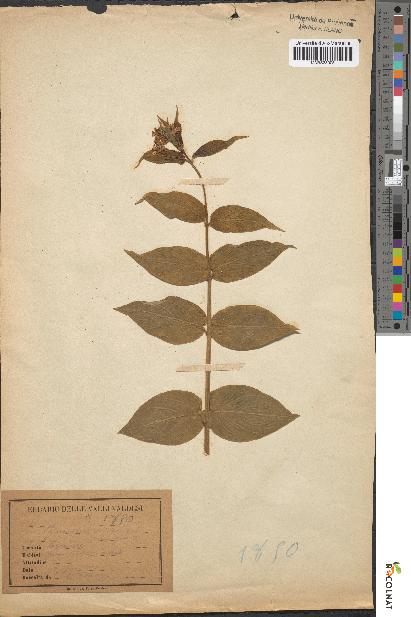 spécimen de Cynanchum vincetoxicum