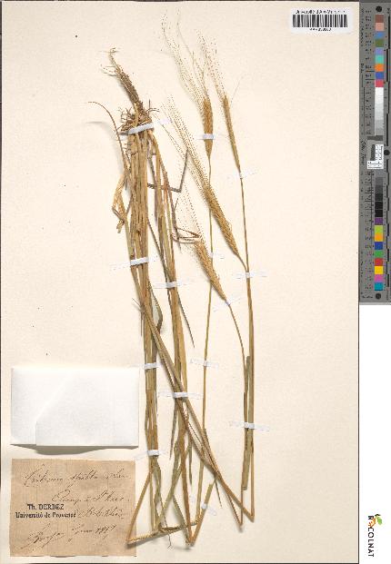 spécimen de Triticum spelta