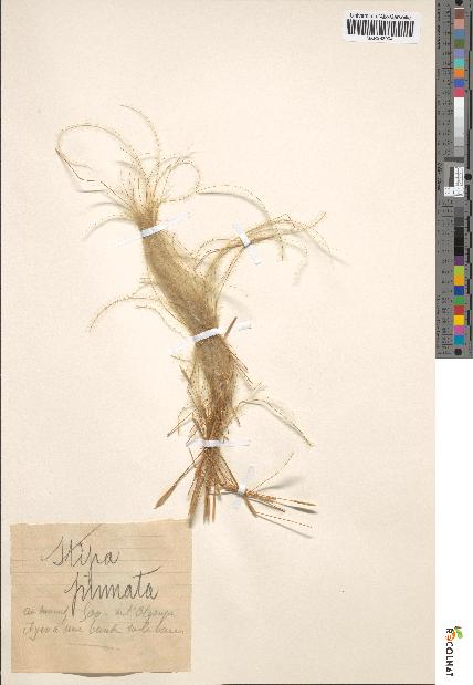 spécimen de Stipa pennata
