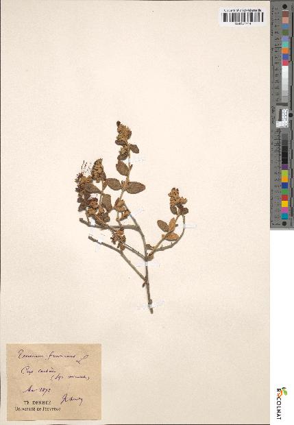 spécimen de Teucrium fruticans