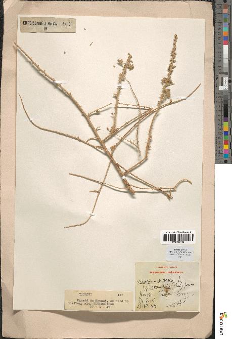 spécimen de Artemisia judaica