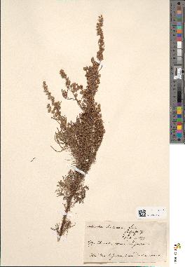 spécimen de Artemisia abrotanum
