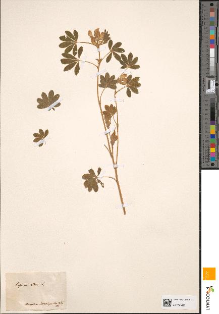 spécimen de Lupinus albus