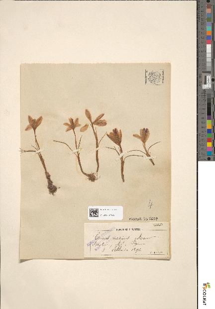 spécimen de Crocus corsicus