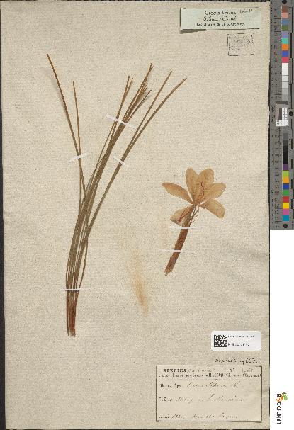 spécimen de Crocus sativus