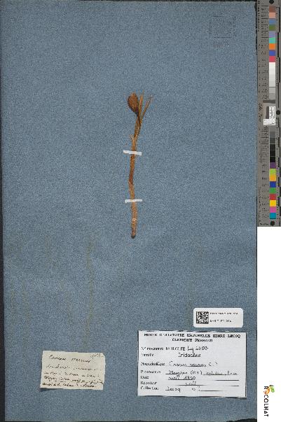 spécimen de Crocus vernus
