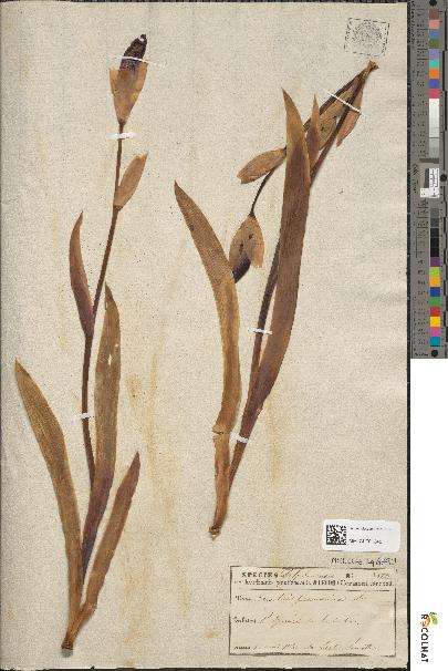 spécimen de Iris × germanica