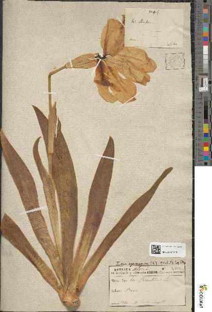 spécimen de Iris × germanica