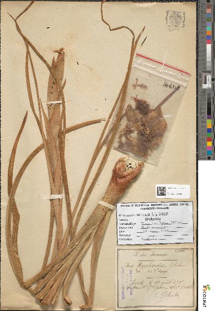 spécimen de Iris scorpioides