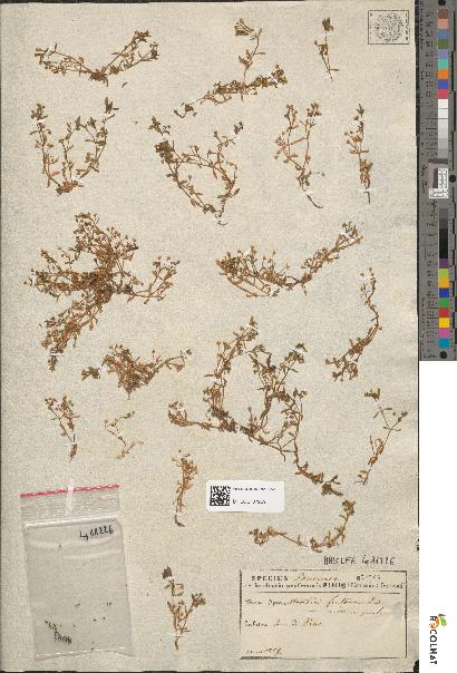 spécimen de Montia rivularis