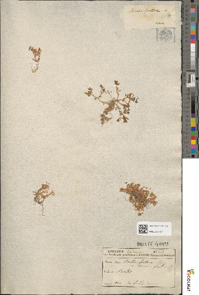spécimen de Montia rivularis