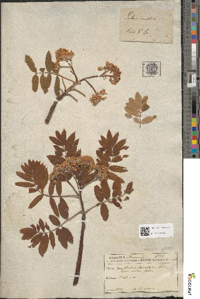 spécimen de Sorbus domestica