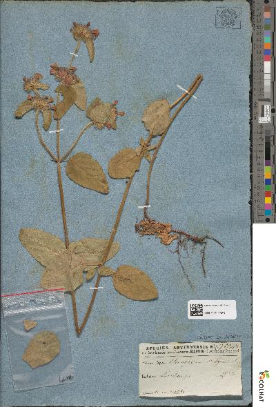 spécimen de Clinopodium vulgare