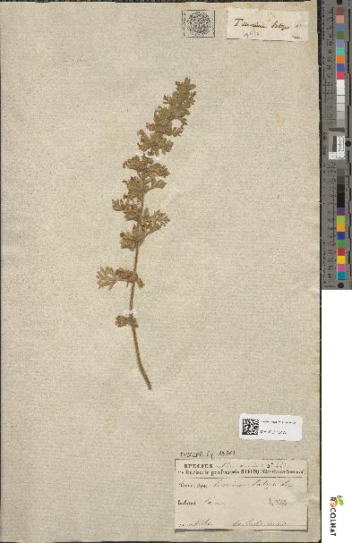 spécimen de Teucrium botrys