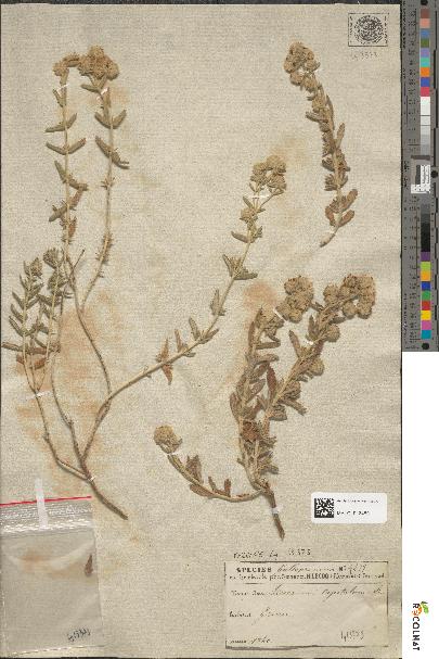 spécimen de Teucrium capitatum