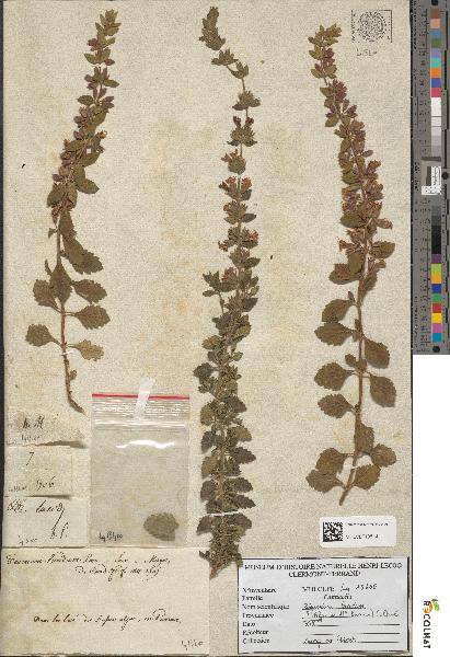 spécimen de Teucrium lucidum