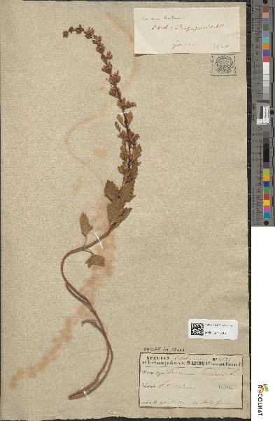 spécimen de Teucrium lucidum