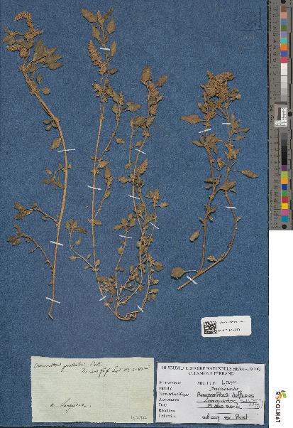spécimen de Amaranthus deflexus