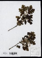 spécimen de Quercus pubescens