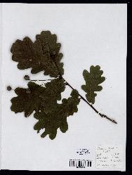 spécimen de Quercus robur