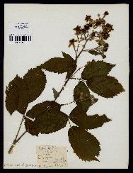 spécimen de Rubus sp.