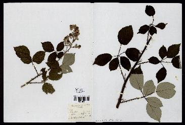 spécimen de Rubus discolor