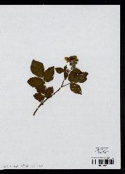 spécimen de Rubus divaricatus