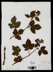 spécimen de Rubus divaricatus