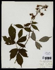 spécimen de Rubus echinatus