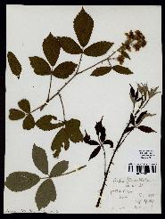 spécimen de Rubus foliosus