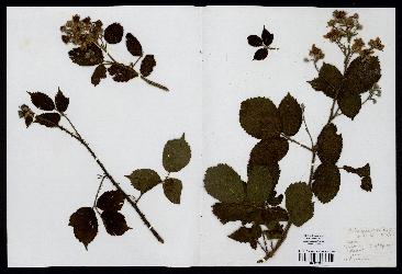 spécimen de Rubus granulatus