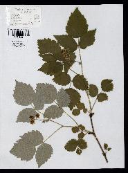 spécimen de Rubus idaeus