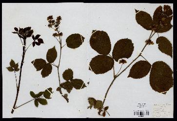 spécimen de Rubus bertramii