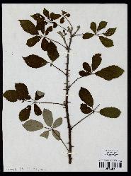 spécimen de Rubus bifrons