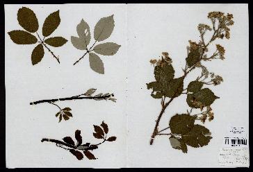 spécimen de Rubus candicans