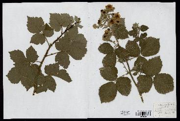 spécimen de Rubus corylifolius