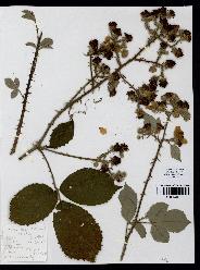 spécimen de Rubus cuspidiferus