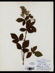 spécimen de Rubus lloydianus