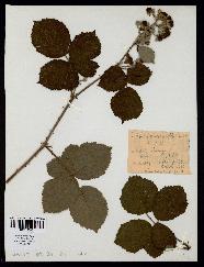 spécimen de Rubus macrophyllus