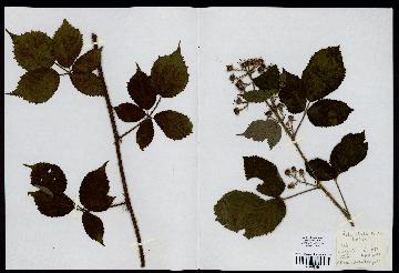 spécimen de Rubus menkei