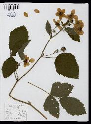 spécimen de Rubus nessensis