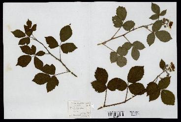 spécimen de Rubus rhombifolius