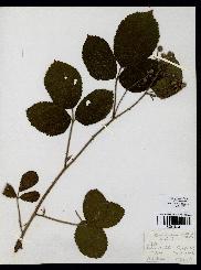 spécimen de Rubus rivularis